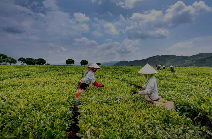 SAP Business One Indonesia Bandung, Absensi Sales Tracking, Erp, RC Electronic, CV, Manfaat Software ERP Untuk Perusahaan Agribisnis